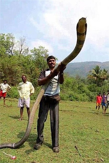 Mysterious nature: Revealing the land of giant king cobras like a horror movie - Picture 3