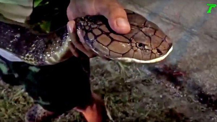 Mysterious nature: Revealing the land of giant king cobras like a horror movie - Picture 6