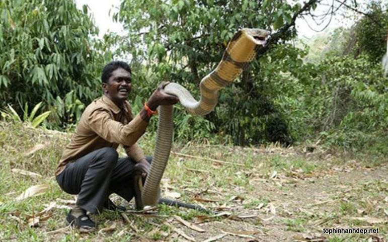 Mysterious nature: Revealing the land of giant king cobras like a horror movie - Picture 5