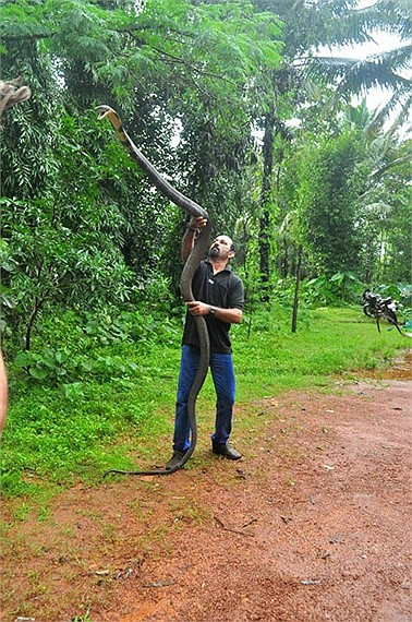 Mysterious nature: Revealing the land of giant king cobras like a horror movie - Picture 4