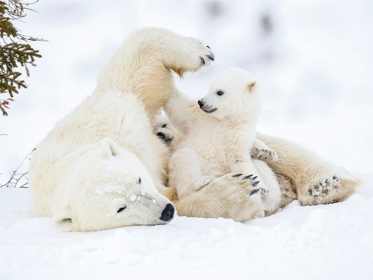Không thể không yêu con gấu tuyết xinh đẹp như thế này! Hãy xem hình ảnh đáng yêu của chúng thôi nào!