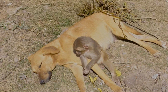 Xúc động với tình cảnh chó mẹ nhận nuôi khỉ mồ côi ở Ấn Độ - Lạ vui - Việt Giải Trí