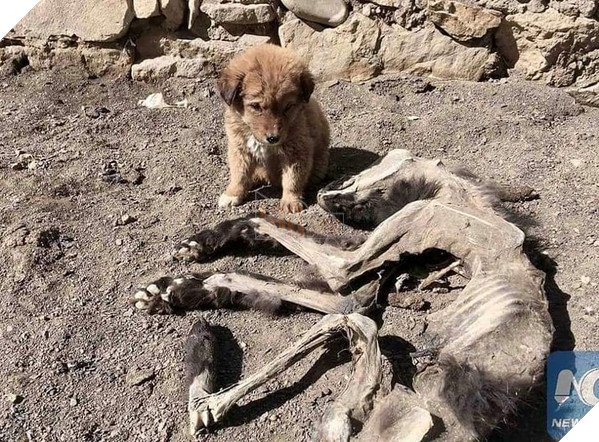 Chú chó nhỏ bẽn lẽn nép mình bên xác khô của mẹ khiến cư dân mạng xúc động về tình mẫu tử - Hình 1