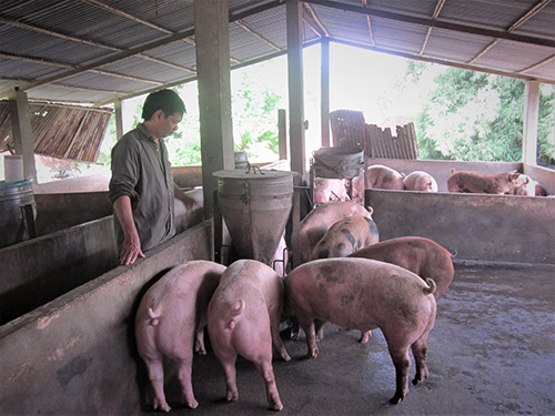 Chăn nuôi theo quy trình VietGAP Hướng phát triển bền vững  Báo Đắk Lắk  điện tử