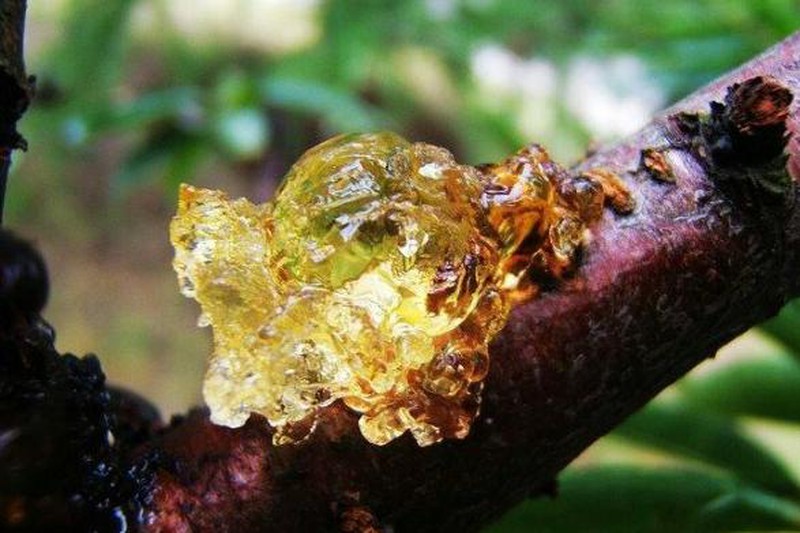 Bóc trần sự thật về nhựa đào, thần dược dưỡng nhan, níu kéo tuổi xuân - Hình 2