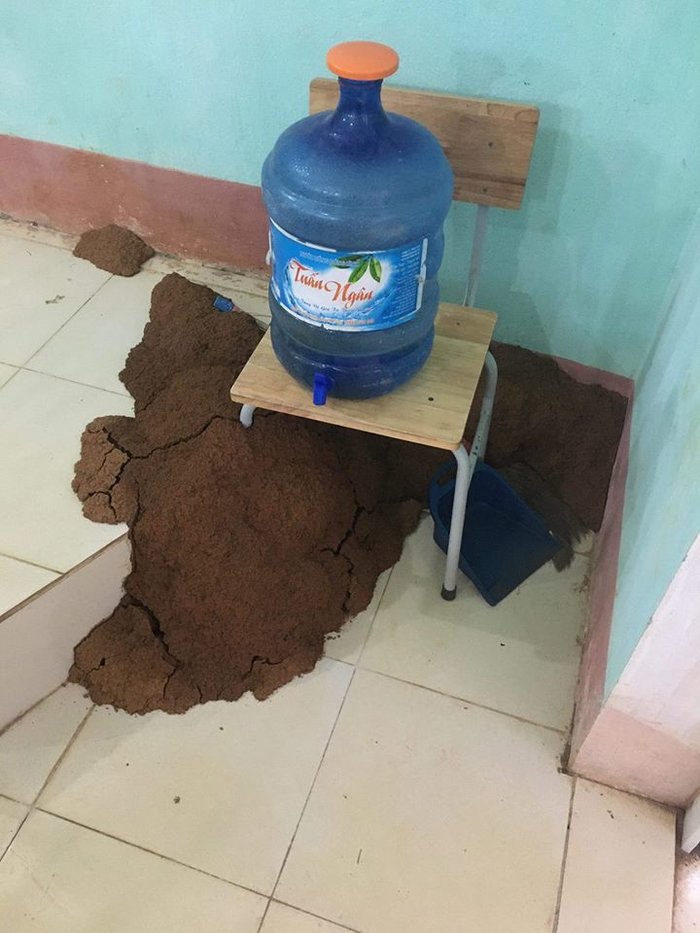 Cảnh hoang tàn của lớp học, phòng trọ sinh viên sau kỳ nghỉ dài vì dịch COVID-19: Ổ mối to đùng, cây héo, nồi cơm bốc mùi và hàng tá những nỗi khổ! - Hình 1