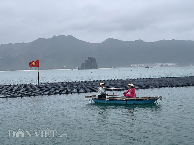 Hàng nghìn tấn ngao còn dưới biển, dân Vân Đồn như ngồi trên lửa - Hình 3