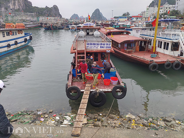 Hàng nghìn tấn ngao còn dưới biển, dân Vân Đồn như ngồi trên lửa - Hình 2