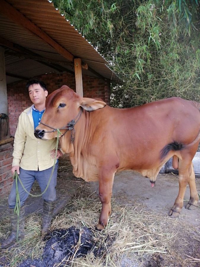 Nuôi đàn bò siêu to khổng lồ giống 3B thành nông dân giỏi cấp tỉnh - Hình 1