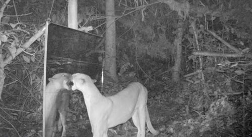 Phản ứng lạ của động vật rừng Amazon khi thấy mình trong gương - Hình 1