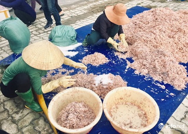 Quảng Bình: Ruốc biển vào gần bờ, ngư dân xúc mệt nghỉ, kiếm 10 triệu đồng/đêm - Hình 1