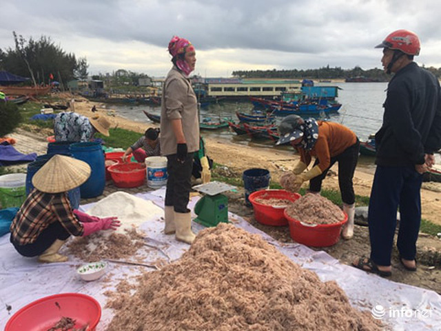 Quảng Bình: Ruốc biển vào gần bờ, ngư dân xúc mệt nghỉ, kiếm 10 triệu đồng/đêm - Hình 3