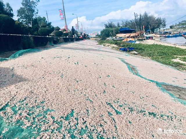 Quảng Bình: Ruốc biển vào gần bờ, ngư dân xúc mệt nghỉ, kiếm 10 triệu đồng/đêm - Hình 9