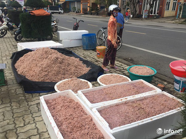 Quảng Bình: Ruốc biển vào gần bờ, ngư dân xúc mệt nghỉ, kiếm 10 triệu đồng/đêm - Hình 6