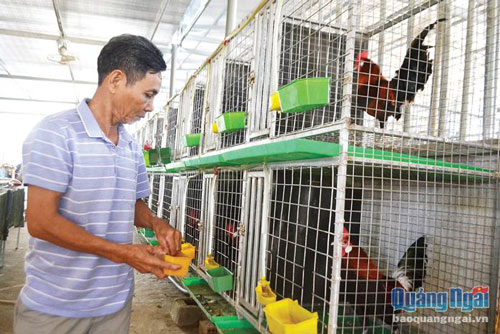 Trang trại 5000 con gà rừng tai trắng tai đỏ được thuần hóa