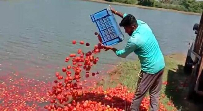Bất lực trước Covid-19, nông dân cho bò ăn dâu tây, rau, đổ cà chua xuống hồ - Hình 4