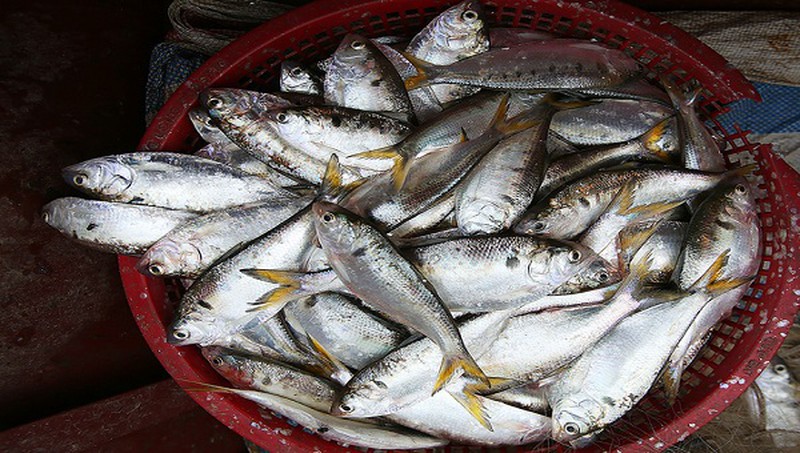 Cá Mòi - đặc sản trời cho trên sông Hồng - Hình 1