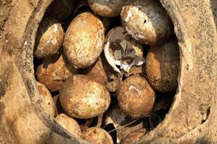 Lên cơn đau tim mỗi lần tìm thấy quả trứng hàng nghìn năm tuổi - Hình 8