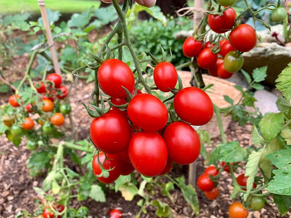 Bà mẹ 4 con dành cả thanh xuân để tạo lập khu vườn trồng cây ăn trái cùng đủ loại rau xanh - Hình 24