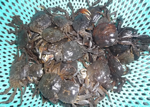 Canh rạm đồng nấu khổ qua - Hình 2