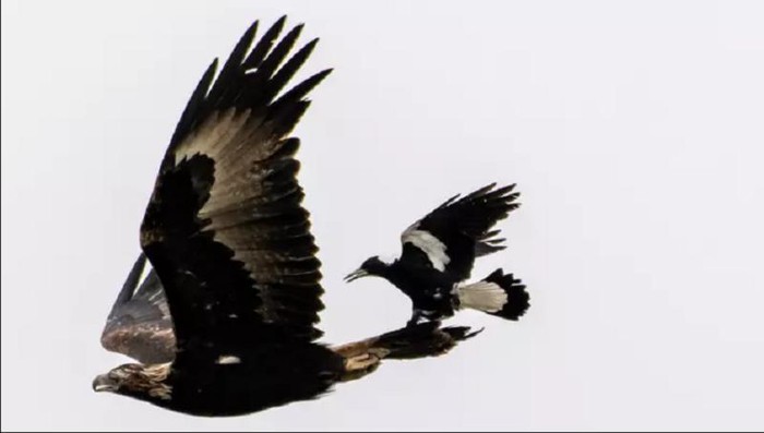 Chim ác là tinh ranh, leo lên đuôi đại bàng để quá giang - Hình 1