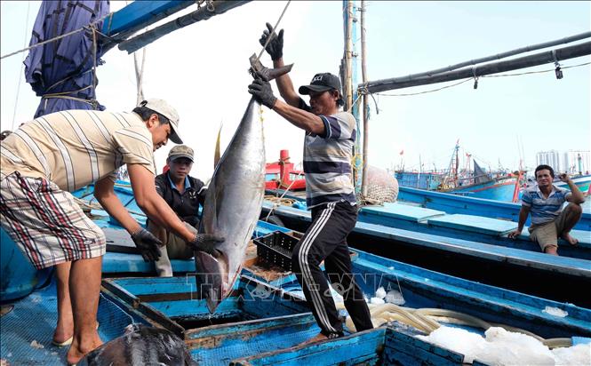 Ngư dân vẫn vươn khơi, bám biển - Hình 2
