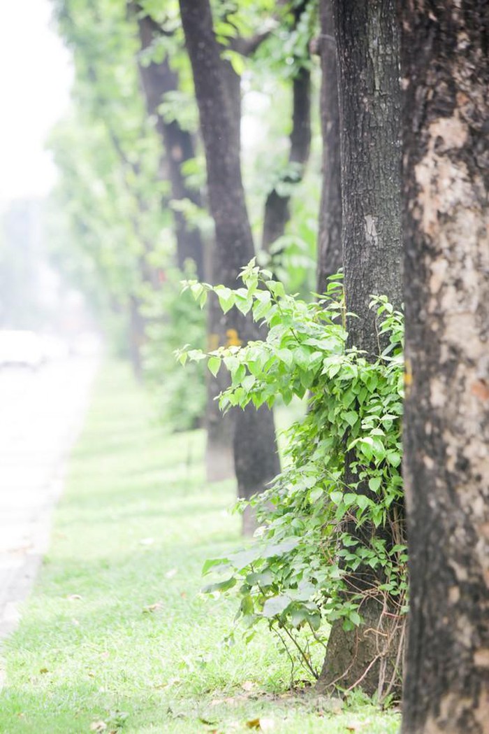 Những con đường mới giải nhiệt của Thủ đô - Hình 12