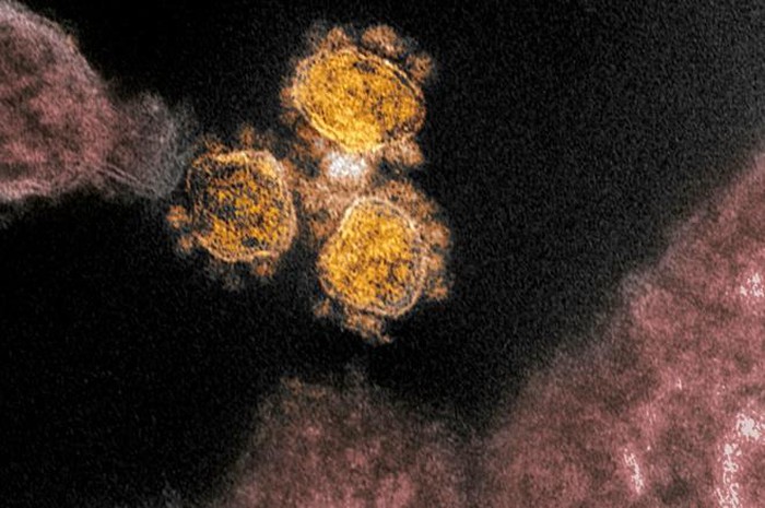 Sản xuất thành công kháng thể diệt virus corona - Hình 1