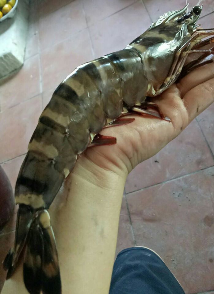 Tôm sú khổng lồ ngang cổ tay giá hơn triệu đồng/kg vẫn cháy hàng - Hình 2