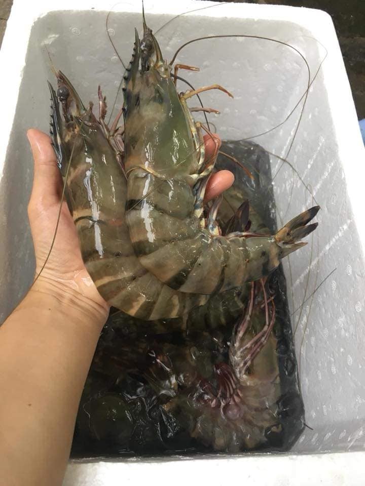 Tôm sú khổng lồ ngang cổ tay giá hơn triệu đồng/kg vẫn cháy hàng - Hình 4