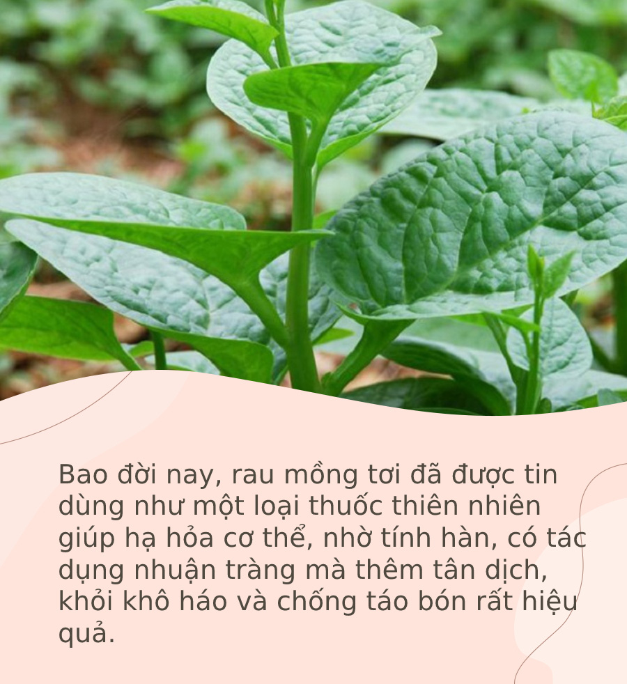 mong toi la loai rau vua cua mua he nhung 5 nhom nguoi nay du them cung dung an 8a8 5021577