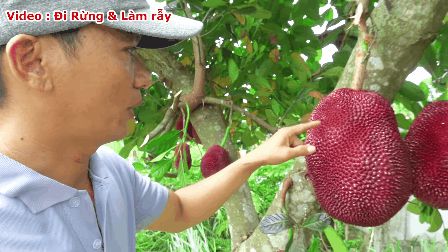 Thực hư về quả mít vỏ đỏ độc nhất vô nhị tại Việt Nam đang khiến cộng đồng mạng tranh cãi: Lẽ nào lại là chiêu trò câu view? - Hình 2