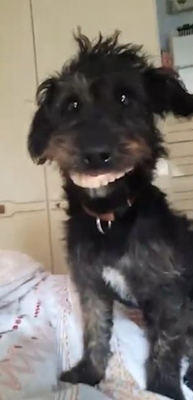 Hãy xem hình ảnh chó cười kinh dị để tận hưởng cảm giác kỳ lạ nhất từ một chú chó. Bạn sẽ không thể tin vào ánh mắt và nụ cười của nó.