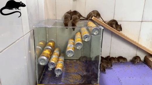 Làm bẫy chuột từ lon nước ngọt khiến chuột một đi không thể quay đầu lại - Hình 3