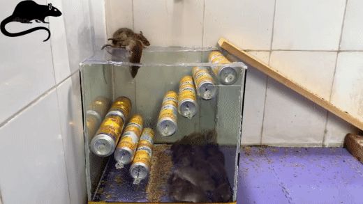 Làm bẫy chuột từ lon nước ngọt khiến chuột một đi không thể quay đầu lại - Hình 4
