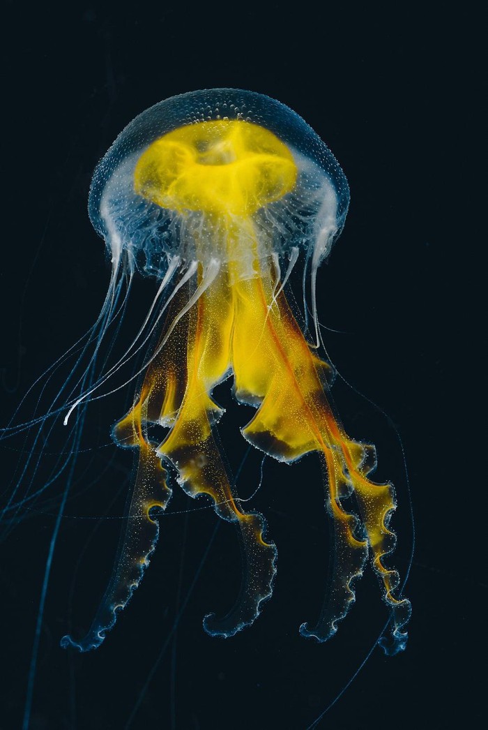hình ảnh  Nước đại dương dưới nước sinh học con sứa Động vật không  xương sống Cnidaria cuộc sống biển cả Cơ thể sinh vật biển Động vật  không xương sống