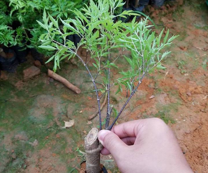 Cách trồng cây đinh lăng bằng cành củ nhanh to - Hình 2