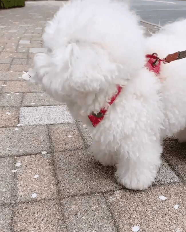 Chú chó Bichon mập ú sở hữu gần 2 triệu fan hâm mộ ở Hàn, đốn tim bằng gương mặt ngây thơ và bộ lông trắng tinh tròn xoe như đụn tuyết - Hình 6