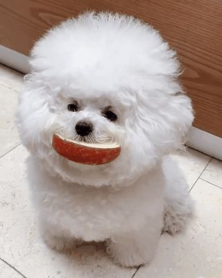 Chú chó Bichon mập ú sở hữu gần 2 triệu fan hâm mộ ở Hàn, đốn tim bằng gương mặt ngây thơ và bộ lông trắng tinh tròn xoe như đụn tuyết - Hình 30