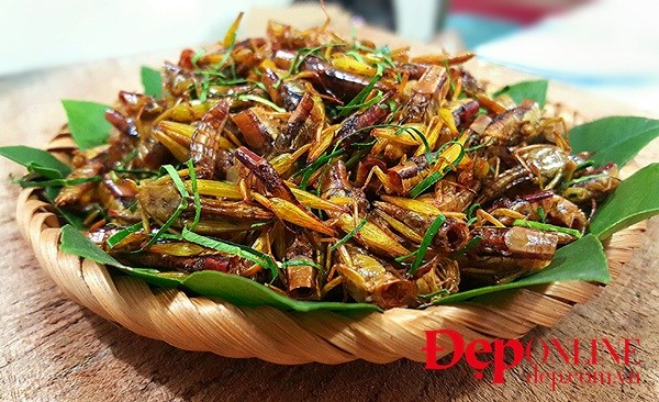 Châu chấu rang mùa gặt, món ngon của làng quê Bắc Bộ - Hình 5