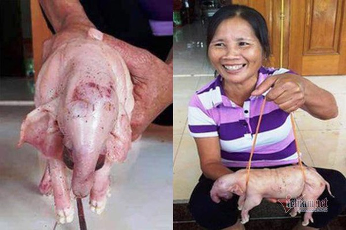 Người dân đổ xô đến xem lợn con có vòi, hình thù kì quái ở Nghệ An - Hình 2