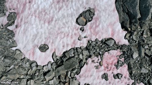 Tại sao tuyết trên dãy Alps có màu hồng? - Hình 3
