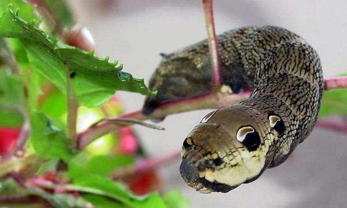 Clever worms know how to turn into snakes to scare enemies - Photo 1