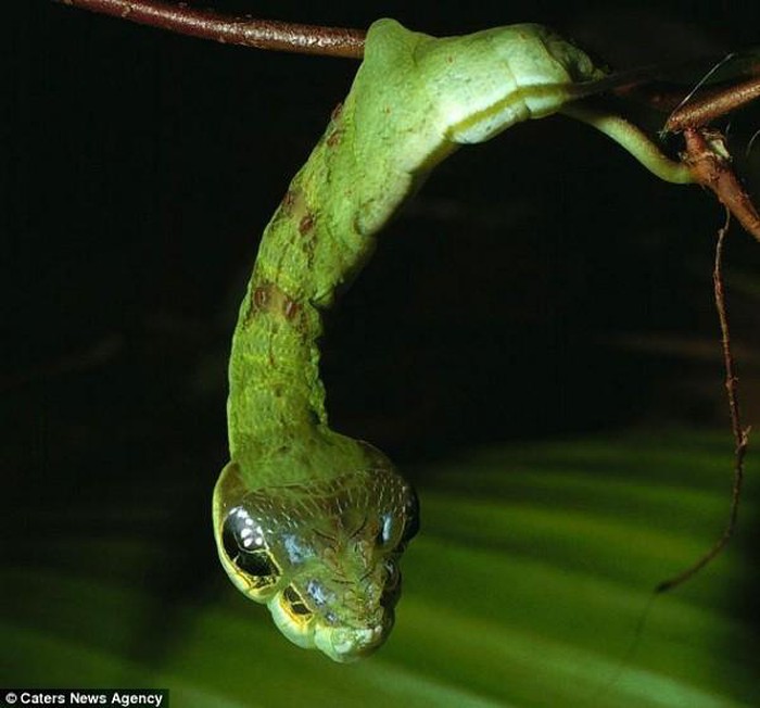The cunning worm knows how to turn into a snake to scare the enemy - Photo 9