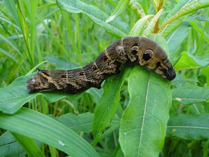 The cunning worm knows how to turn into a snake to scare the enemy - Picture 4