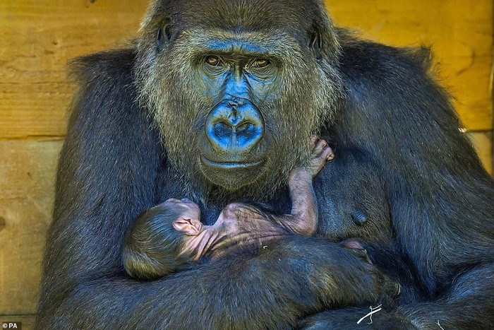 Khỉ đột con bám lấy mẹ là một trong những hình ảnh đáng yêu nhất trong tự nhiên. Hãy cùng xem những hình ảnh đáng yêu của những chú khỉ đột con khi chúng bám vào mẹ và được mẹ chăn nuôi. Điều này chắc chắn sẽ khiến bạn cảm thấy đầy tình cảm và xúc động.