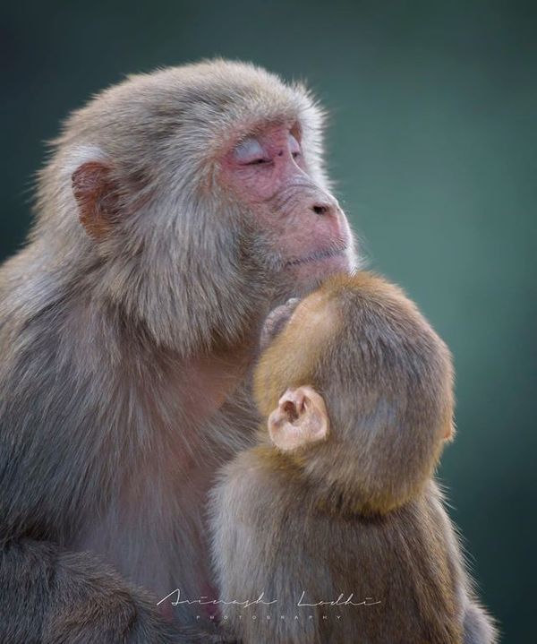 Ngã ngửa sự thật sau bức ảnh khỉ mẹ ôm con gào khóc đầy xúc động - Hình 4