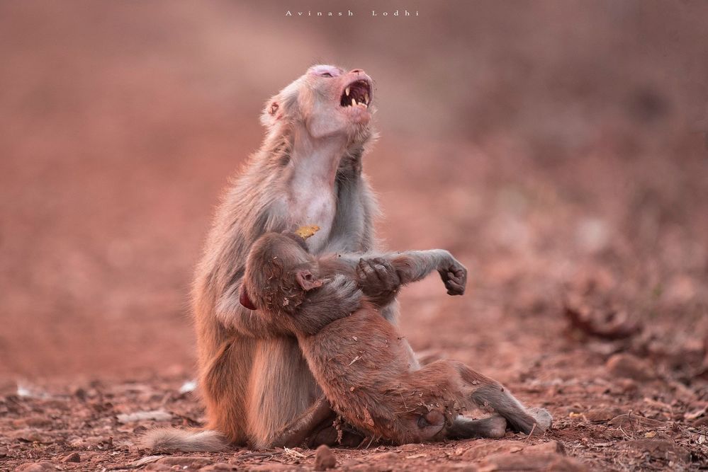 Ngã ngửa sự thật sau bức ảnh khỉ mẹ ôm con gào khóc đầy xúc động - Hình 1