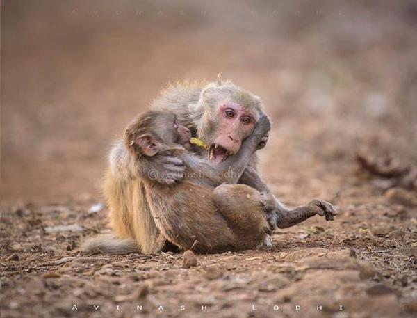 Hình ảnh đáng yêu về một con khỉ mẹ ôm chặt con non và khóc nức nở chắc chắn sẽ khiến bạn phải xúc động. Cùng chiêm ngưỡng bức ảnh đầy cảm xúc này và tìm hiểu về tình mẫu tử của những sinh vật cưng độc đáo này nhé.