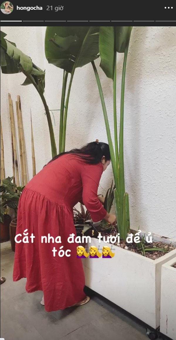 Học Hồ Ngọc Hà ủ tóc với nguyên liệu rẻ tiền, vừa dễ kiếm vừa chăm tóc đẹp đỉnh cao - Hình 8